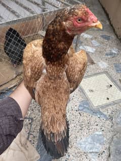 Aseel mianwali hen and 3chicks for sell