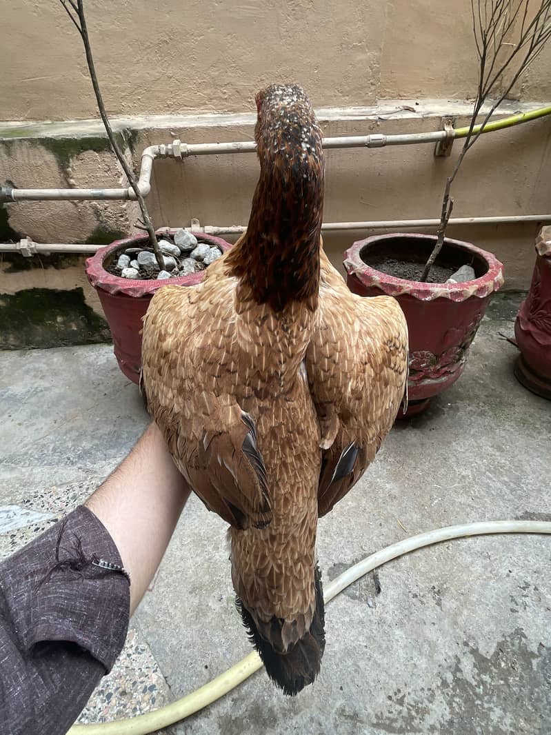 Aseel mianwali hen and 3chicks for sell 14
