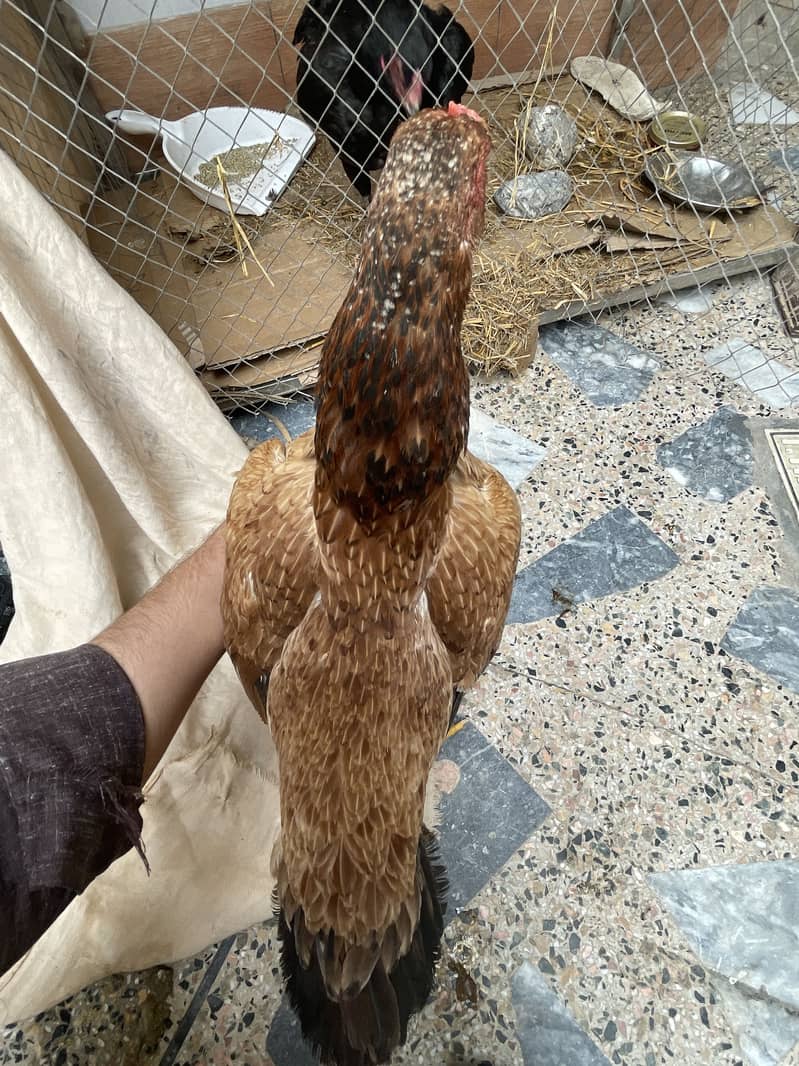 Aseel mianwali hen and 3chicks for sell 15
