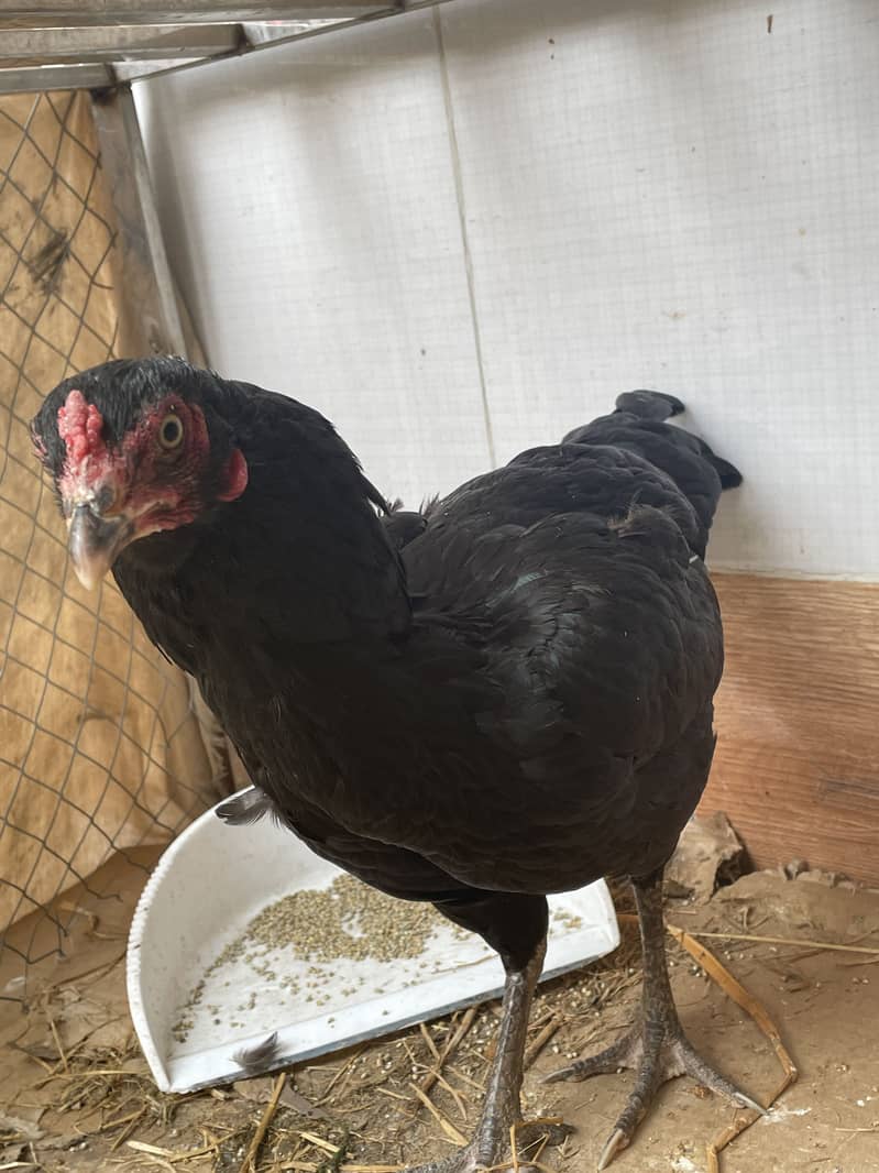 Aseel mianwali hen and 3chicks for sell 16