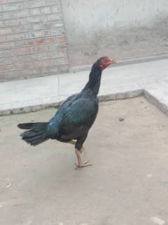 islamia