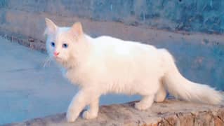 white color blue eyes Persian cat male