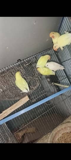 LOVE BIRDS ALL SETUP WITH CAGES