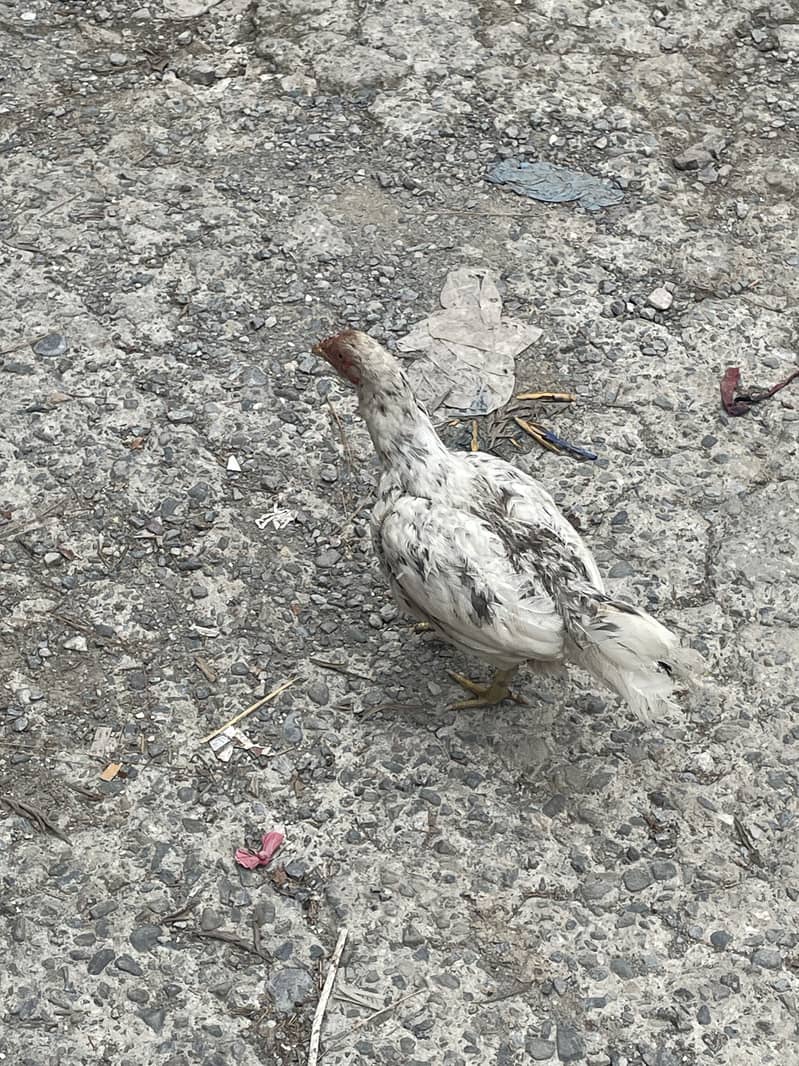 Aseel mianwali hen and 3chicks for sell 2