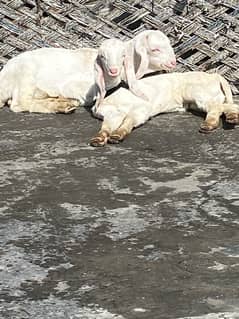 Goat / Bakri / Ghaban White Bakri / goat / بکری / Healthy Goats