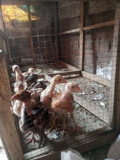 aseel chicks