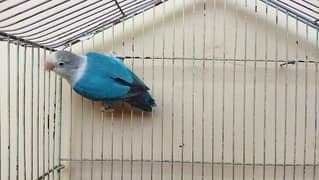 Blue Fischeri Possible Split Opaline Male