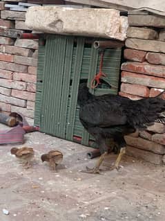 Aseel murgi with two chicks Family