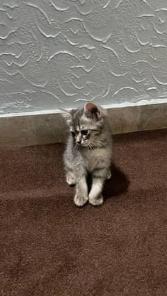 Persian