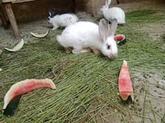 High Fector  ,Mini bentom and 2 desi