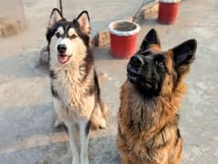 german shepherd and husky both