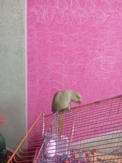 parrot