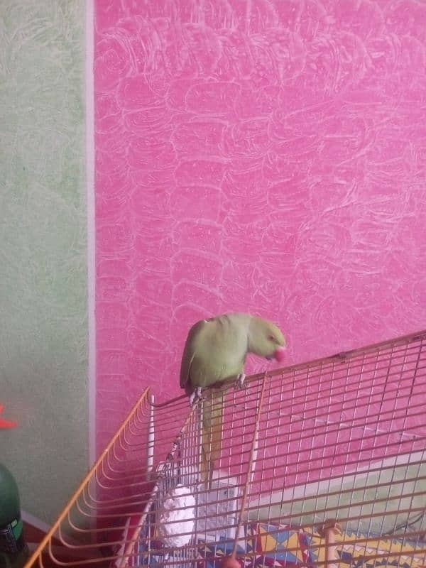 parrot 0