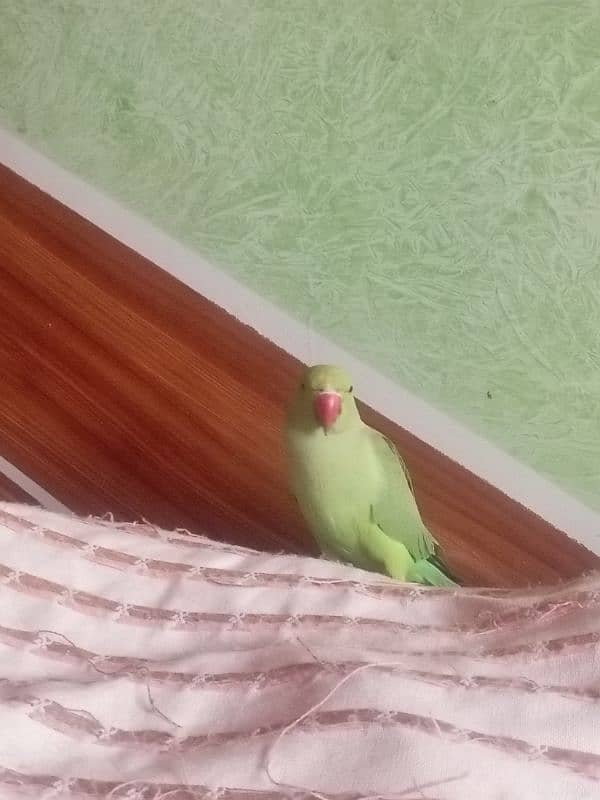 parrot 1