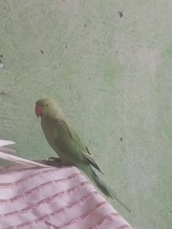 parrot 2