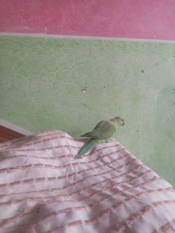 parrot 3