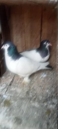 Pure sheraji pair