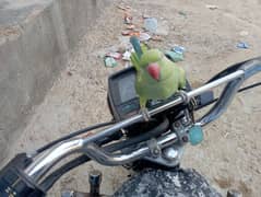Pakistani toti