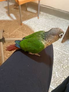 conure hand tamed parrot
