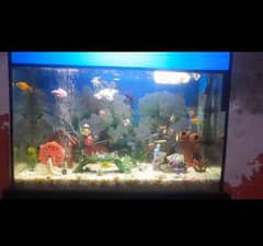 fish for sale with equrium new hy/03005782424