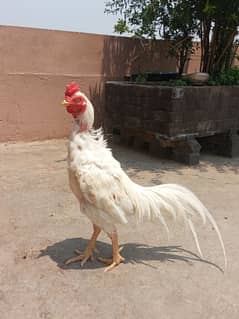 Heera Aseel murga for sale