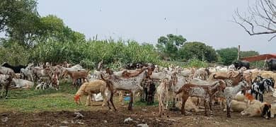 makhi cheena/beetal/chahtry/qurbani goat /bakra /بکرا/desi goat
