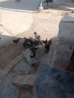 Australorp