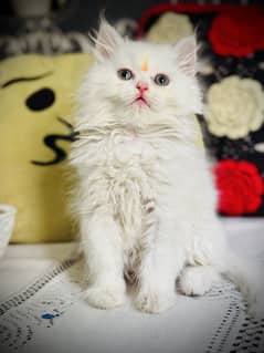 Persian punch face kitten Male female Both avl
