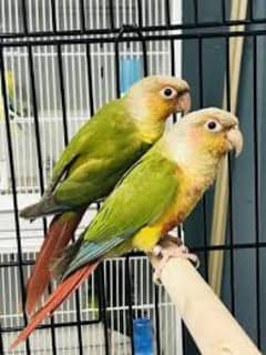 pineapple Cnoure pair