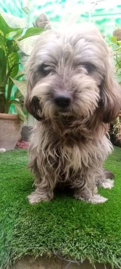 Australian poodle