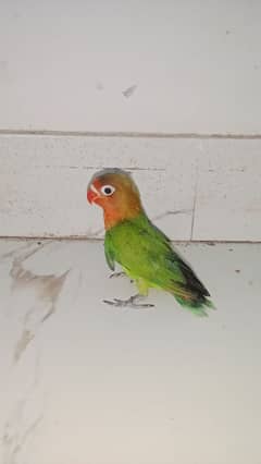 love birds