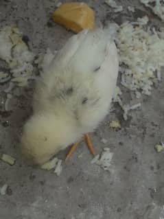 chick