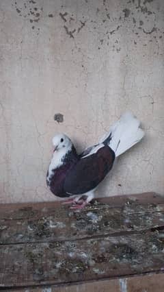 Peigon