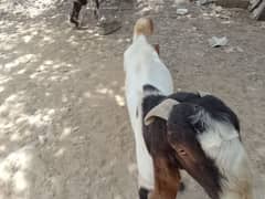 bakra for qurbani