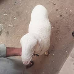 piyur GulaBi Do Dandth Mundira