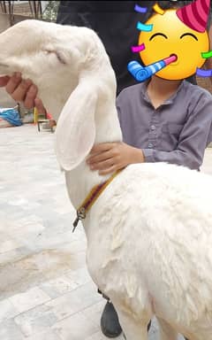 qurbani dumba