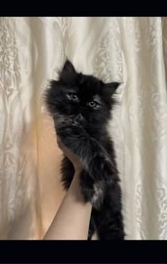 Persian kitten,triple coated,punch face high quality extreme coated