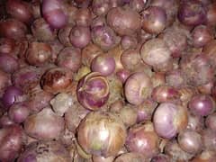 Onion