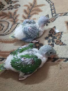 Raw Chicks