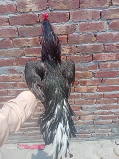 aseel chicks