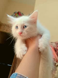 Persian Kittens Blue eyes Long coat