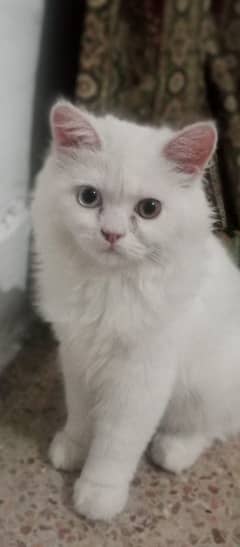 white persian cat