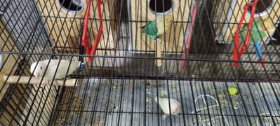 lovebirds pairs