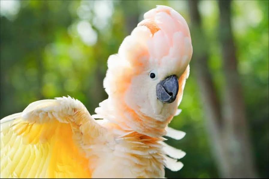 Cockatoo mullacan molacan chick big bird baby 3