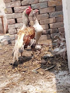 shajra