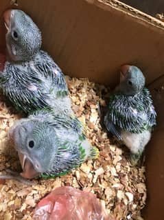 Raw chicks