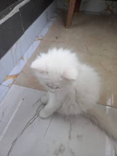 white persian kitten | double coat | male Kittens For Sale