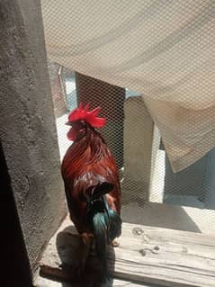 Faisalababe Desi murga