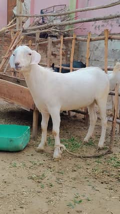 qurbani ke bakre mashaAllah 60 bakra availble 40k to 150k home palai