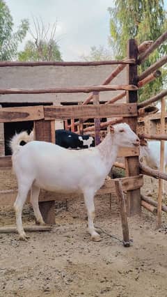 qurbani ke bakre mashaAllah 60 bakra availble 40k to 150k home palai